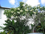 Naples Beach Hotel - Plumeria Tree